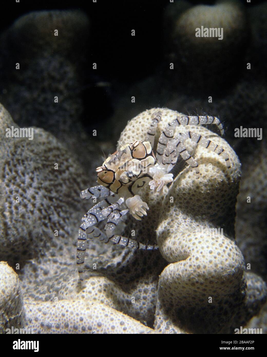 Pom-pom or boxer crab, Lybia tessellata Stock Photo
