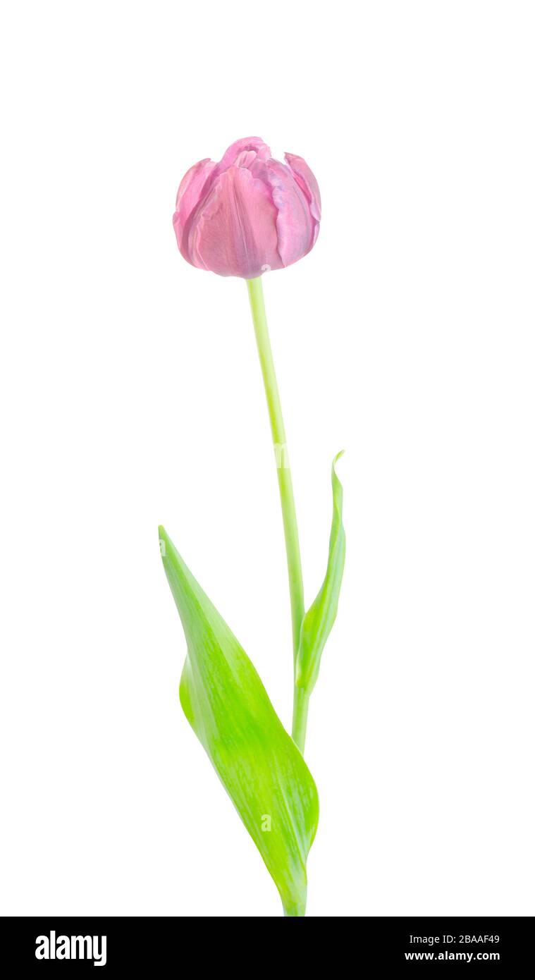Spring flower pink tulip isolated on white background Stock Photo - Alamy