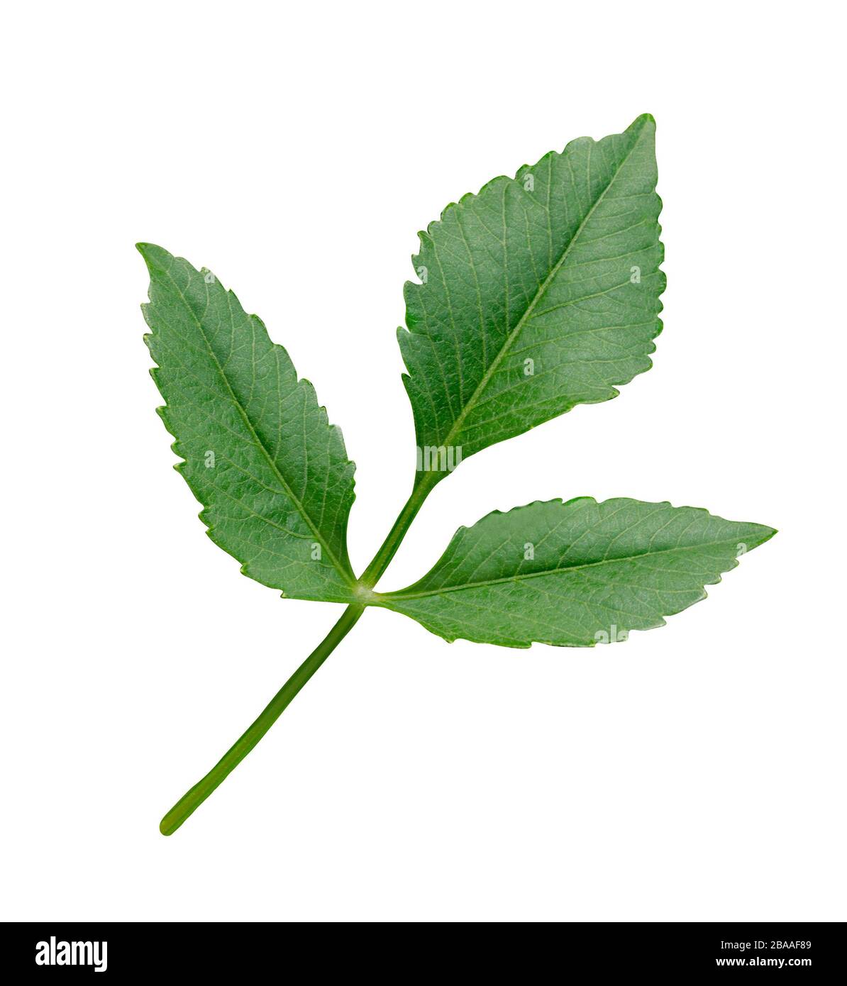 Green dahlia leafs isolated. Greenery dahlia leaves isolated Stock