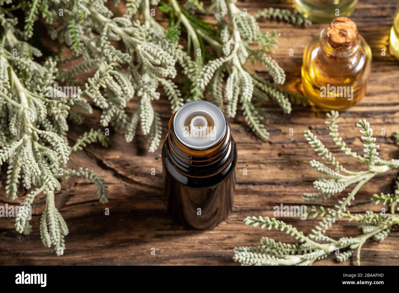 A dark bottle of santolina essential oil with fresh plant Stock Photo