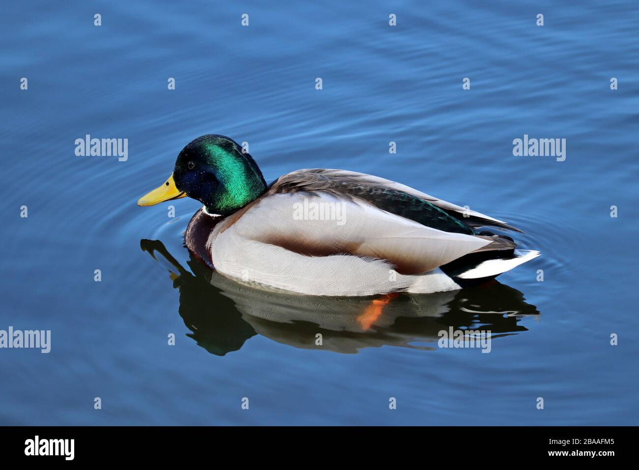 Mallard duck swimming in blue water. Portrait of male wild duck with