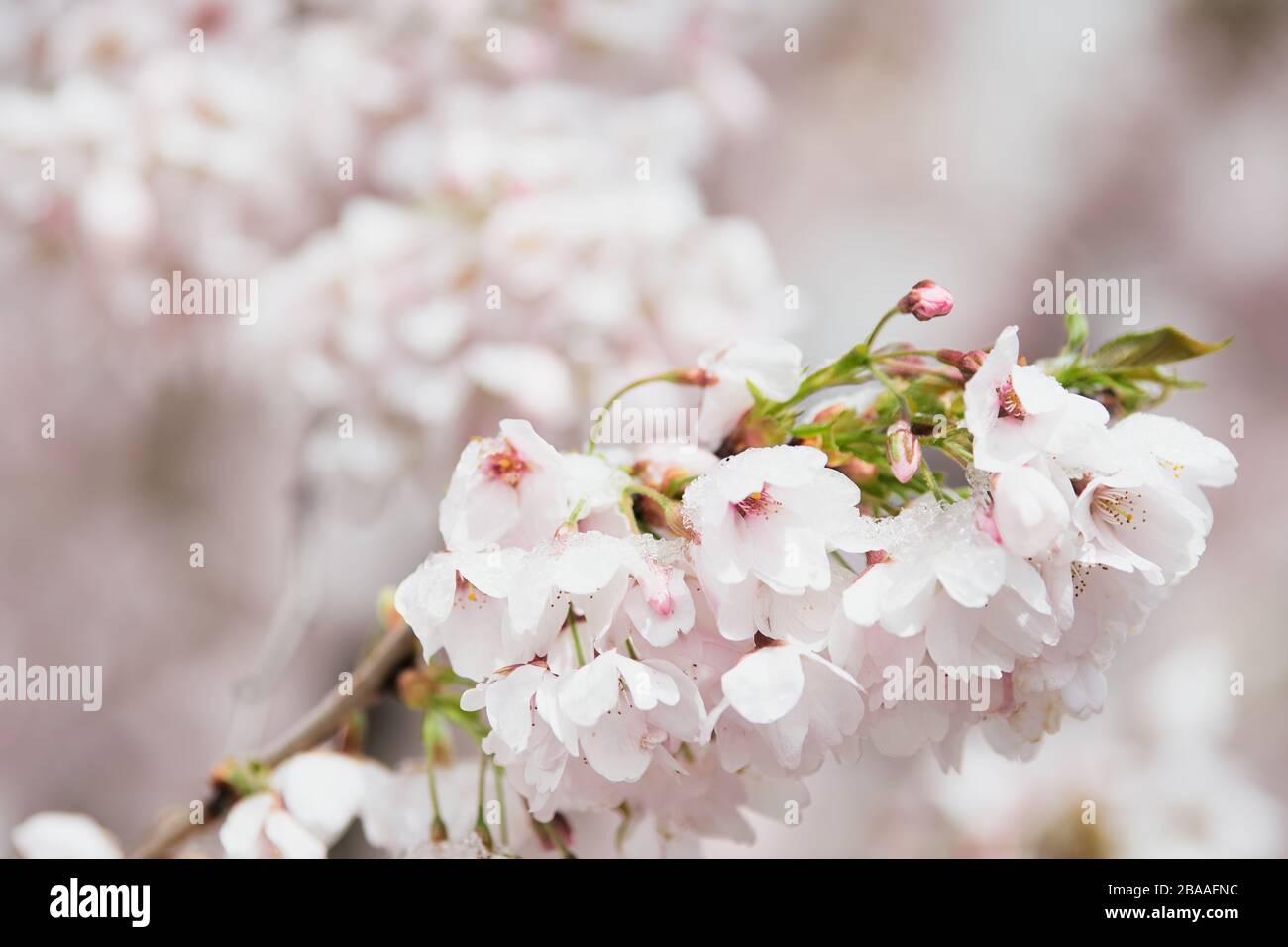 Cherry blossom flowers (Prunus Avium) and buds covered by a white snow mantle. Concept of spring, blooming, sakura festival in Japan and nature Stock Photo