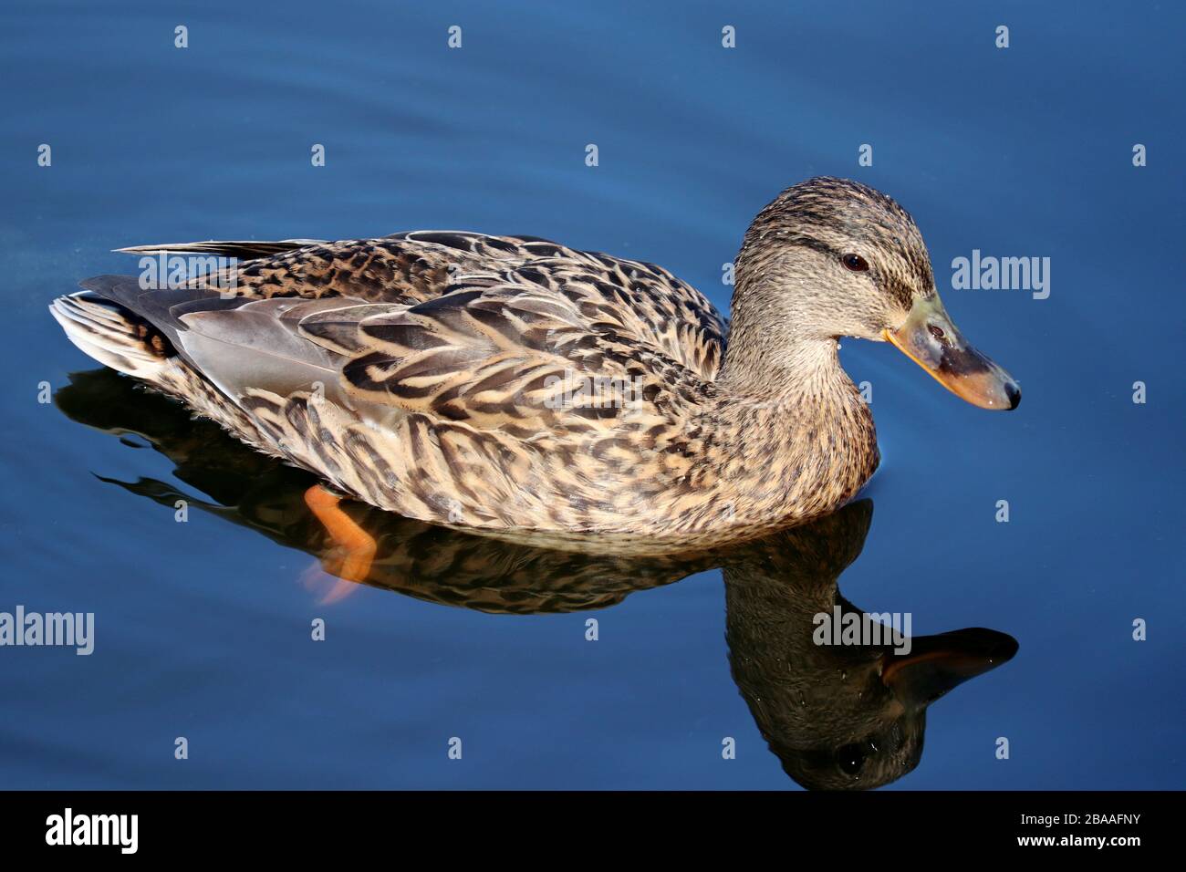 Mallard duck swimming in blue water. Portrait of female wild duck with reflection in the lake Stock Photo