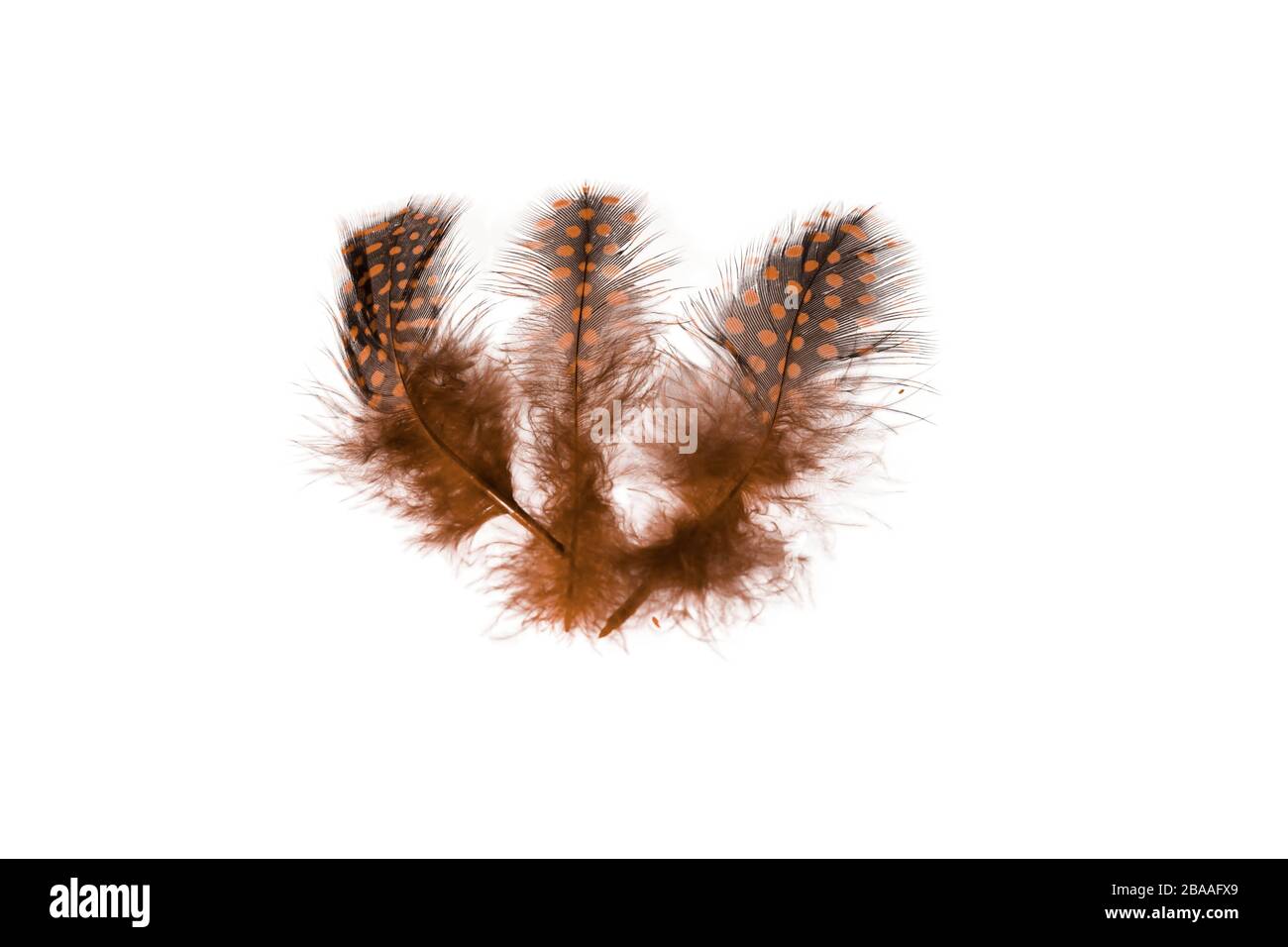 Close up view of different colour feathers isolated on white background ...
