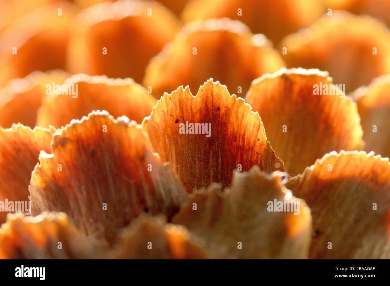 A close up abstract shot of a Sitka Spruce (picea sitchensis) pine cone backlit by the sun. Stock Photo