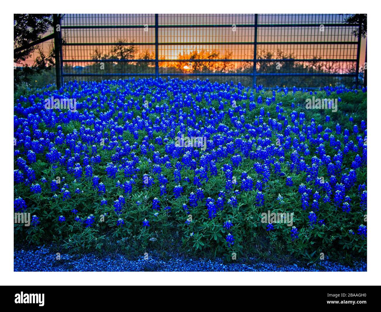 Texas spring wildflowers – bluebonnets and Indian paintbrushes, on rural roads Stock Photo