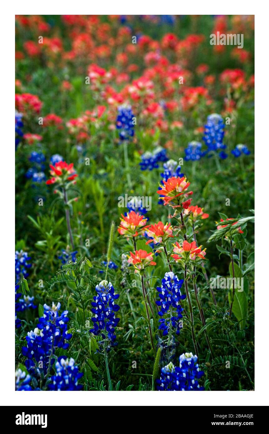 Texas spring wildflowers – bluebonnets and Indian paintbrushes, on rural roads Stock Photo