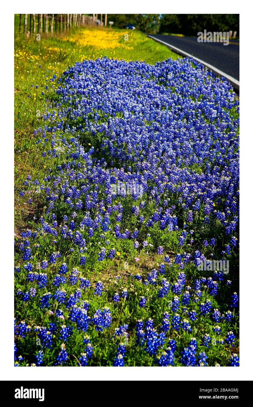 Texas spring wildflowers – bluebonnets and Indian paintbrushes, on rural roads Stock Photo
