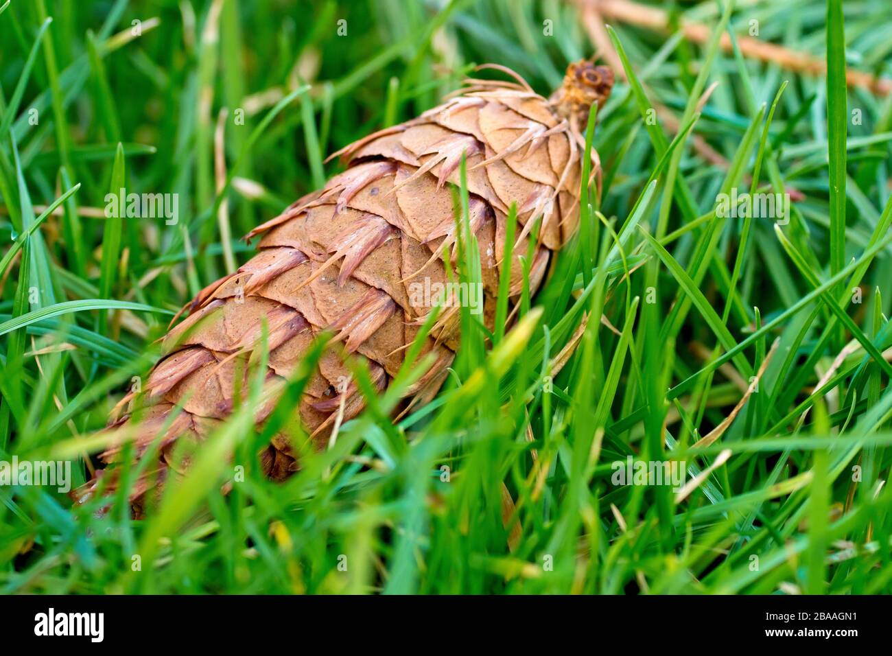 Douglas Fir (pseudotsuga menziesii), close up of a fallen mature cone lying in the grass. Stock Photo