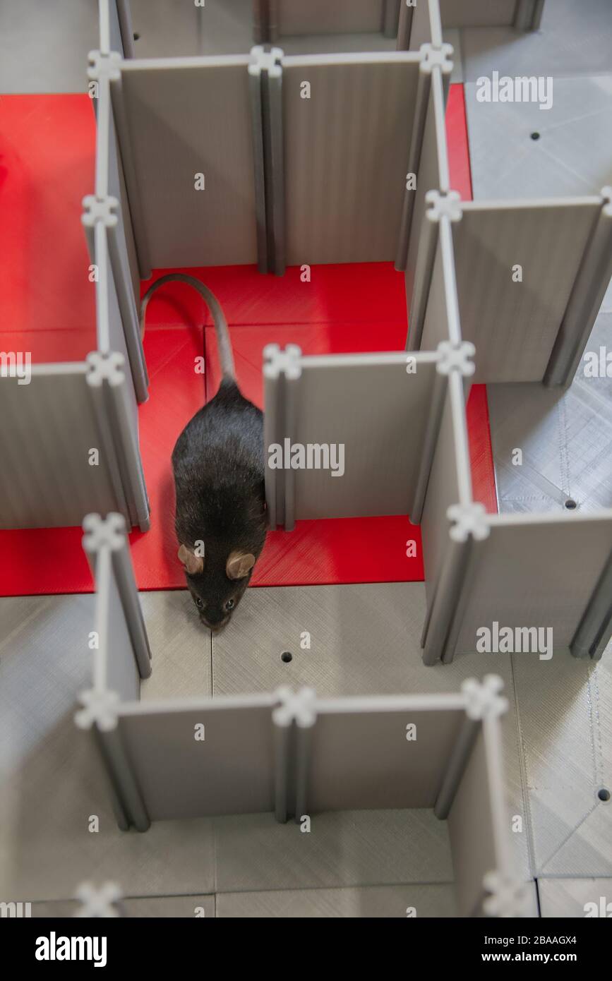 Laboratory black mouse is navigating in a plastic labyrinth in lab experiments to study spatial learning and memory Stock Photo
