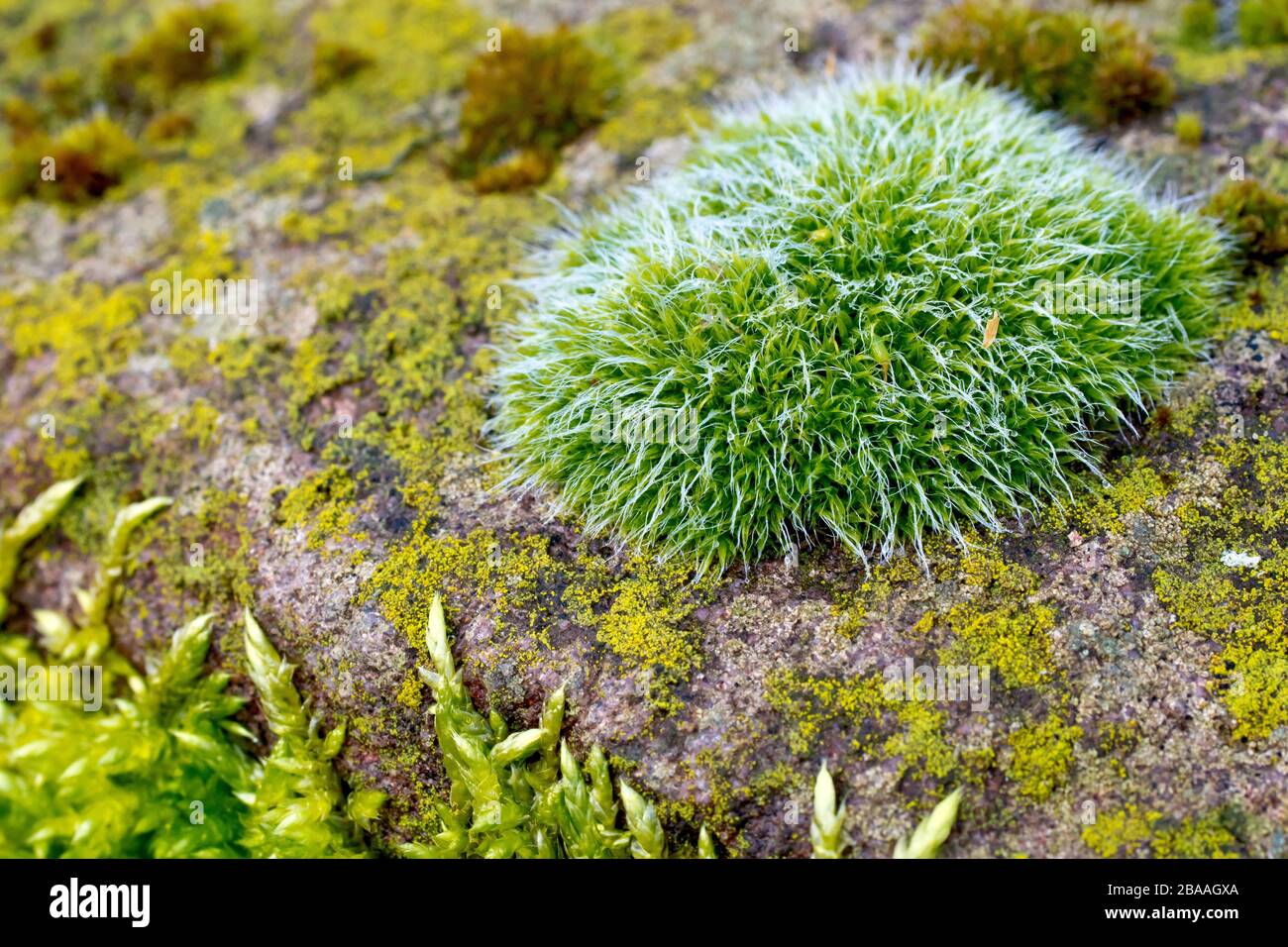 Grey Cushioned Grimmia (grimmia pulvinata), also known as Hedgehog Moss, close up of a single tuft of the moss at the edge of a sandstone block. Stock Photo