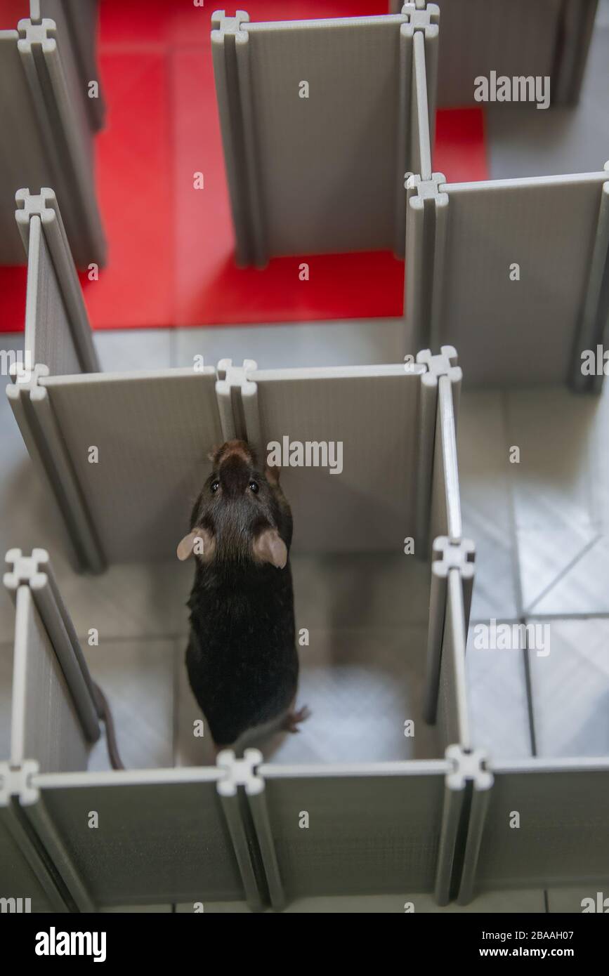 Laboratory black mouse is navigating in a plastic labyrinth in lab experiments to study spatial learning and memory Stock Photo