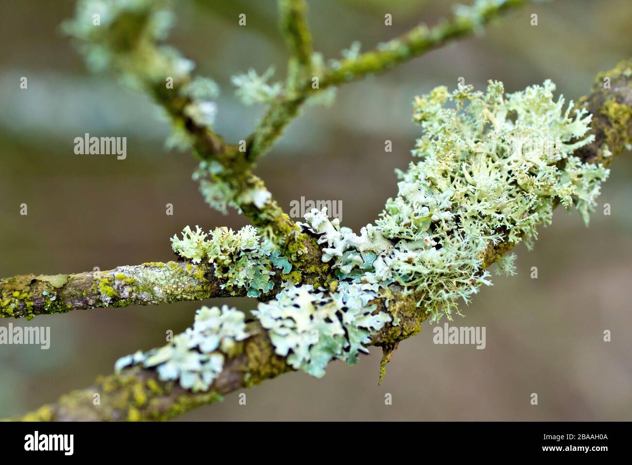 Close up showing detail of lichens on the branches of a tree, probably Oakmoss (evernia prunastri) and Hammered Shield lichen (parmelia sulcata). Stock Photo