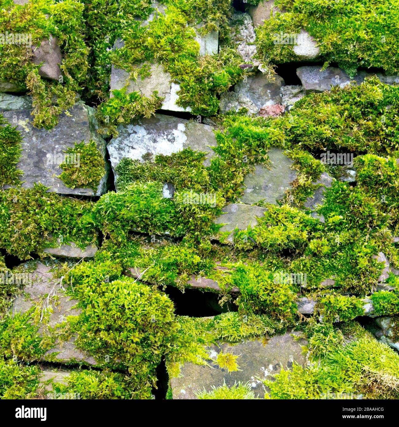 An image of part of an old, slightly tumbledown dry stone wall covered in moss. Stock Photo