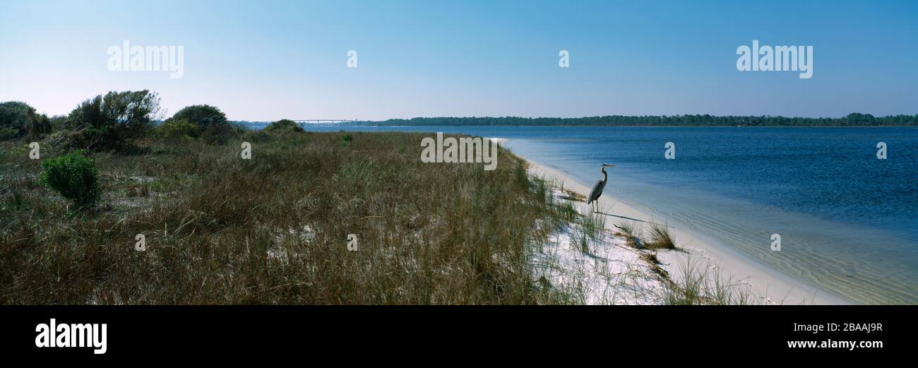Great blue heron (Ardea herodias) on beach, Panhandle area, Florida, USA Stock Photo