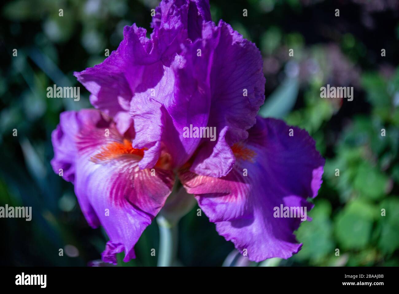 Beautiful Blooms Assorted Spring Flowers Stock Photo Alamy