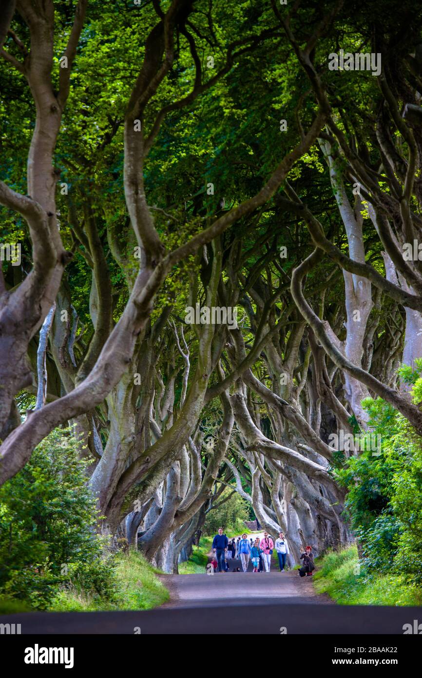 The so called Dark Hedges of Bregagh road, famous for their beauty and HBO´s Game of Thrones, Northern Ireand, UK Stock Photo