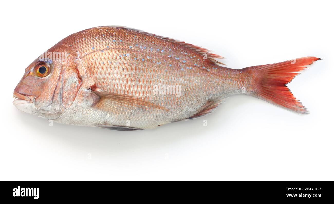 japanese red sea bream, Tai, Madai snapper, pagrus major isolated on white background Stock Photo