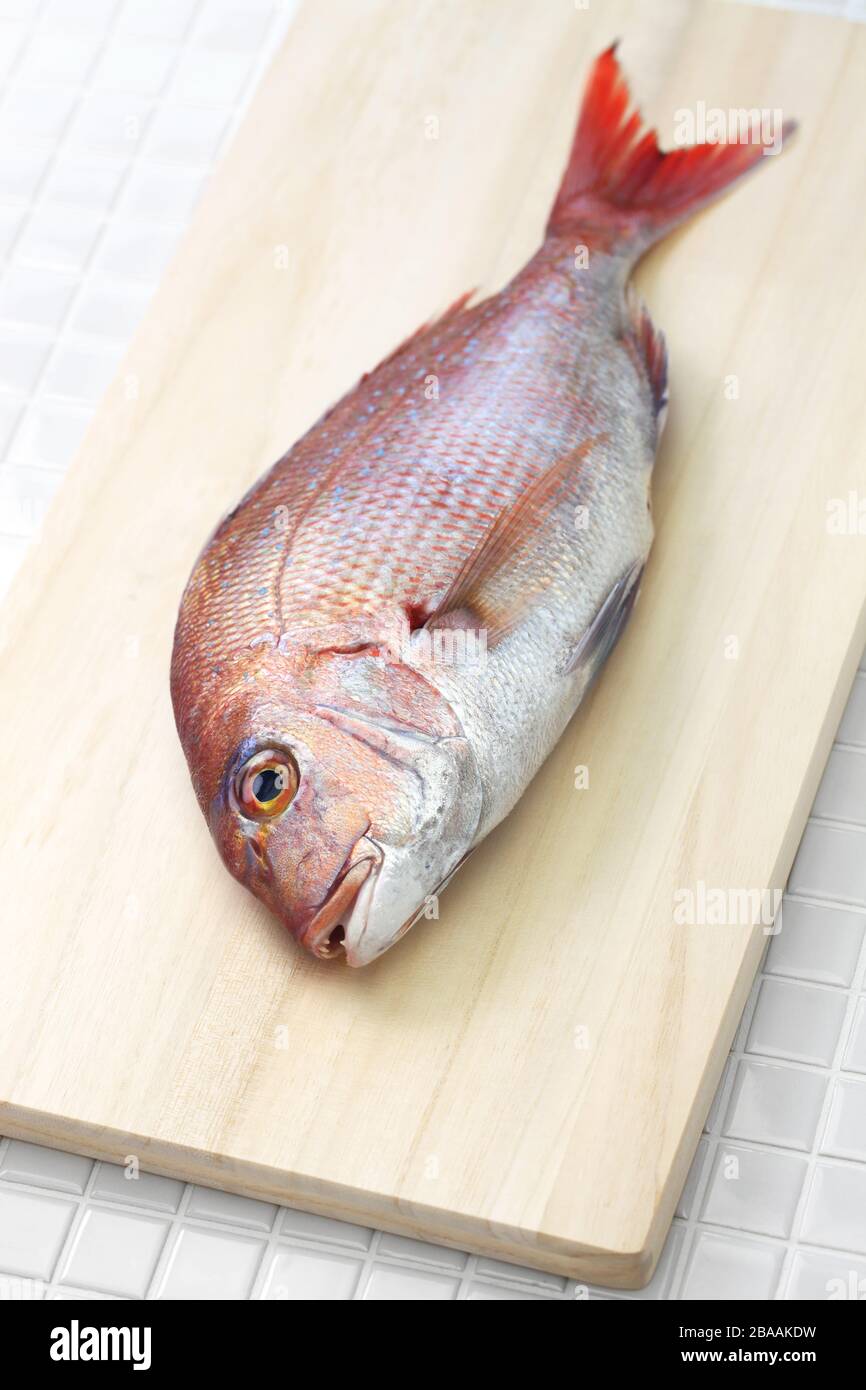 japanese red sea bream, Tai, Madai snapper, pagrus major isolated on cutting board Stock Photo