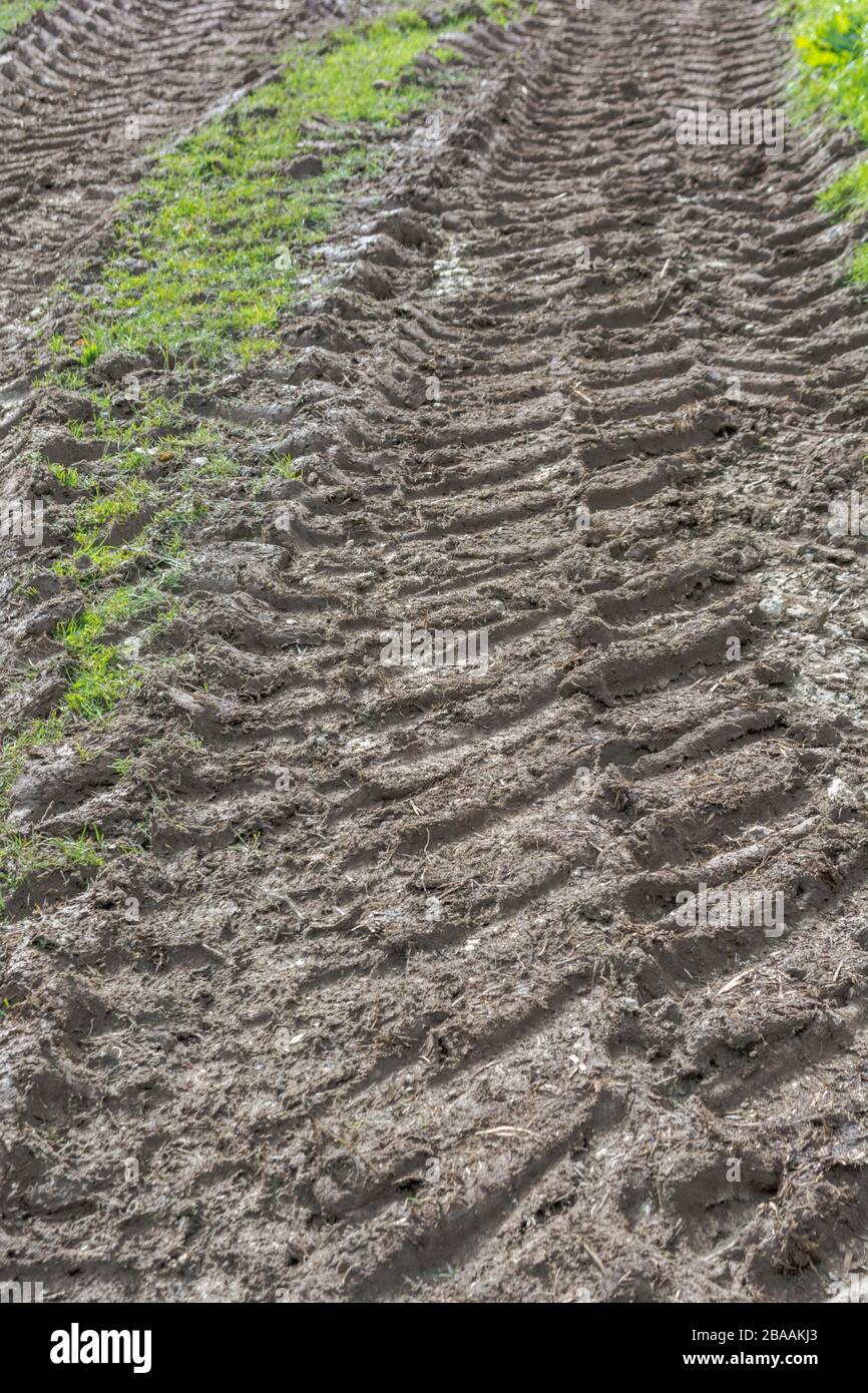 Deep ridges in mud made by tractor tyres / tires on grass. Tyre tracks, making tracks, stick in the mud, muddy texture, muddy surface, mud, winter mud Stock Photo