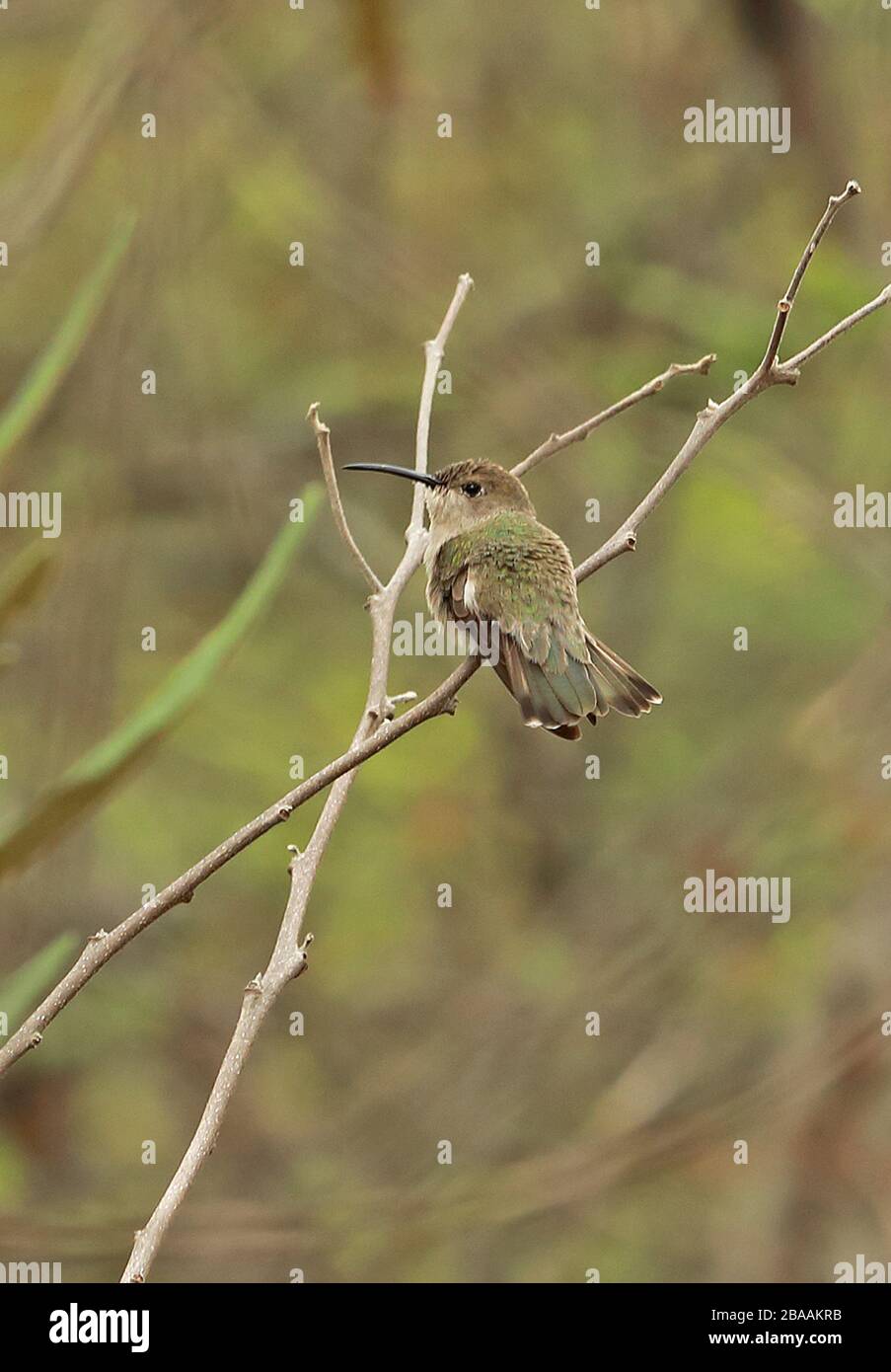 Tumbes Hummingbird (Leucippus baeri) adult perched on twig  Chaparri, Peru                February Stock Photo