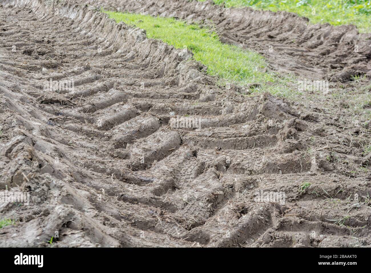 Deep ridges in mud made by tractor tyres tires in field. Tyre