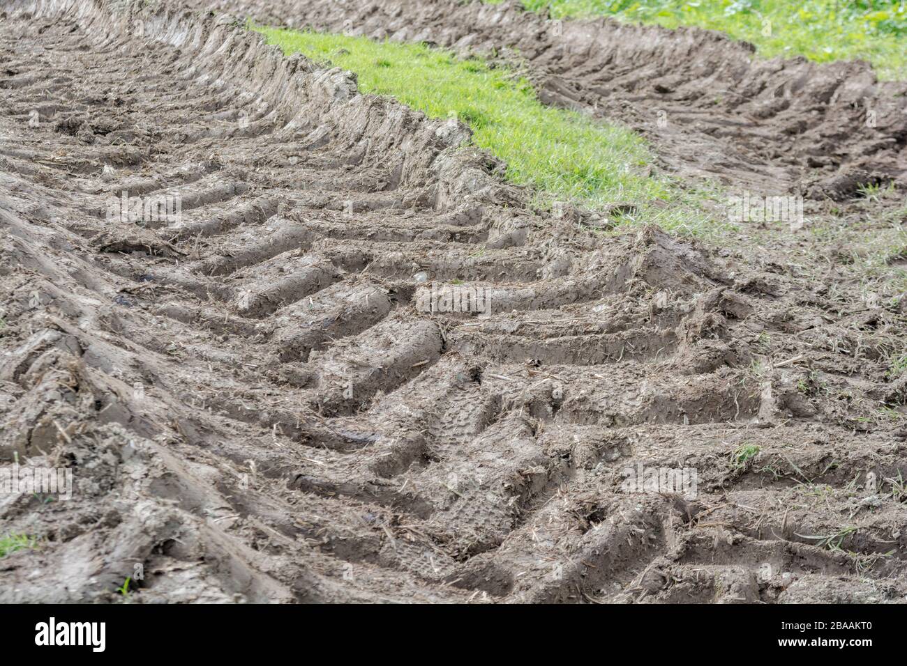 Premium AI Image  A tire in the mud is in the water and the grass is  covered in mud.