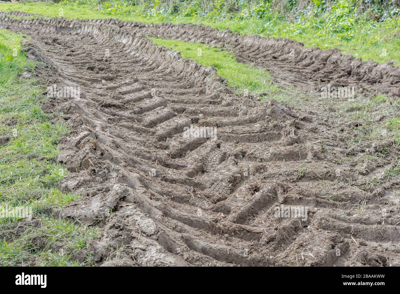 Deep ridges in mud made by tractor tyres / tires on grass. Tyre tracks