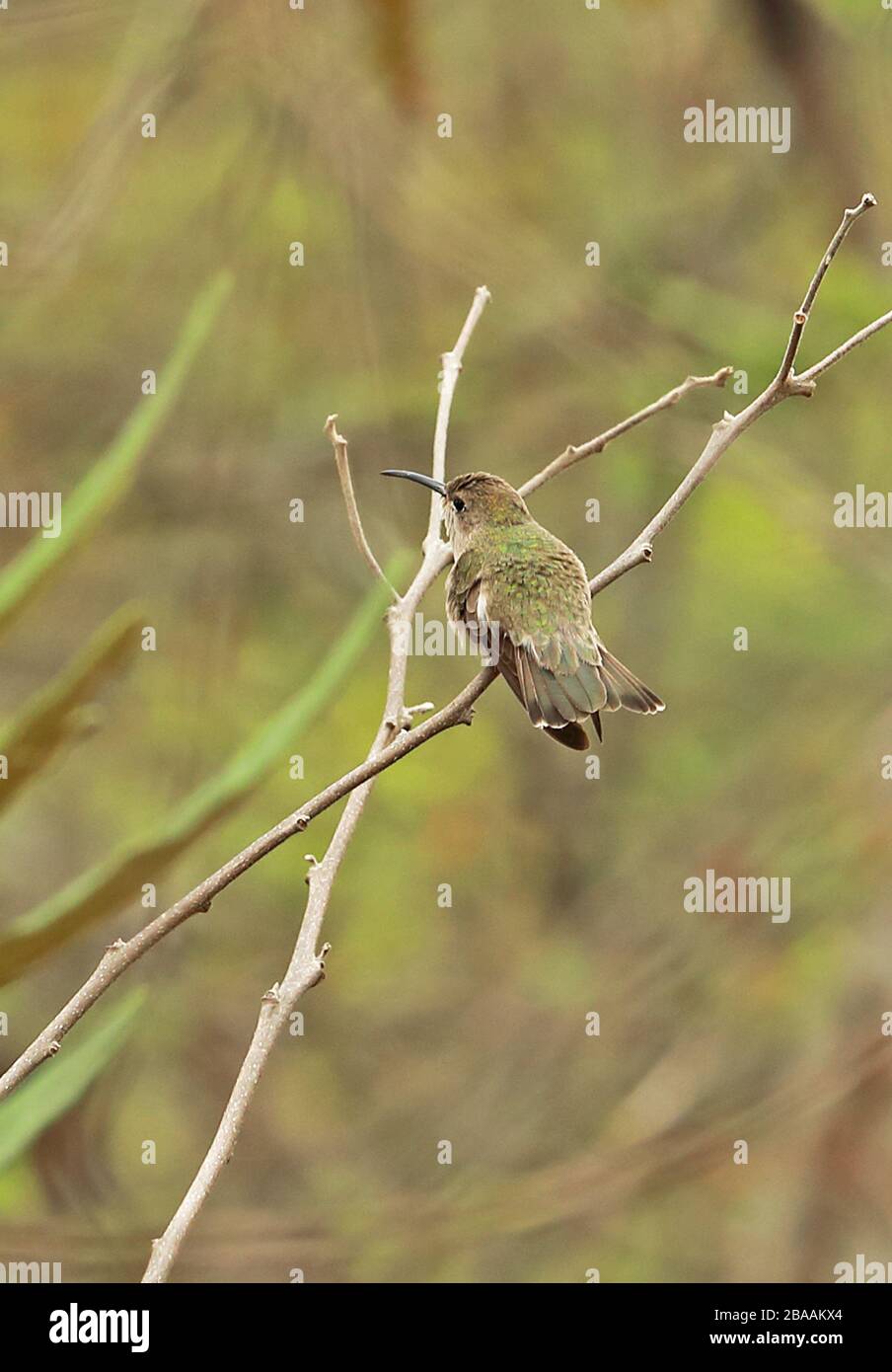 Tumbes Hummingbird (Leucippus baeri) adult perched on twig  Chaparri, Peru                February Stock Photo