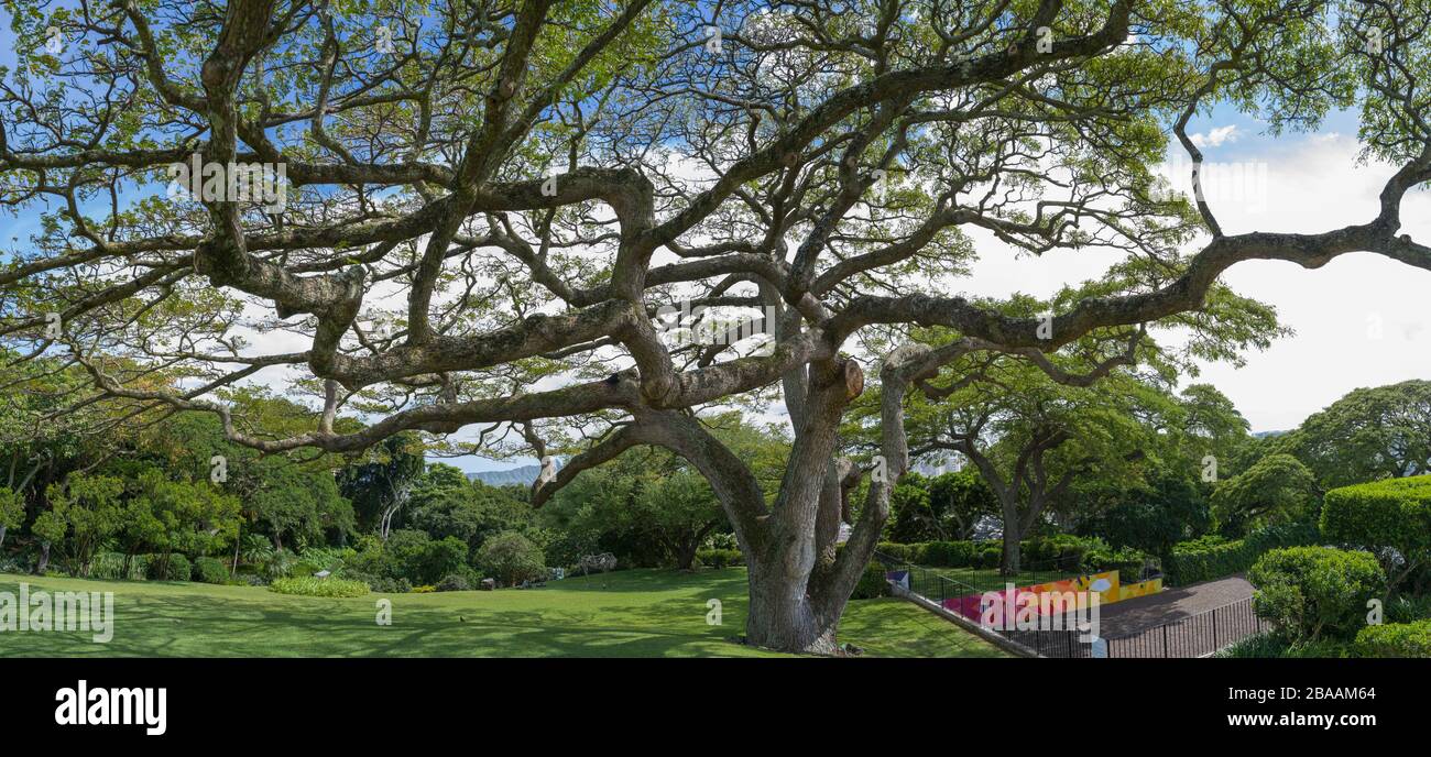 Panorama of monkeypod tree ( Aliizia saman ) at Spalding House part of Honolulu Museum of Art, Oahu, Hawaii, USA Stock Photo