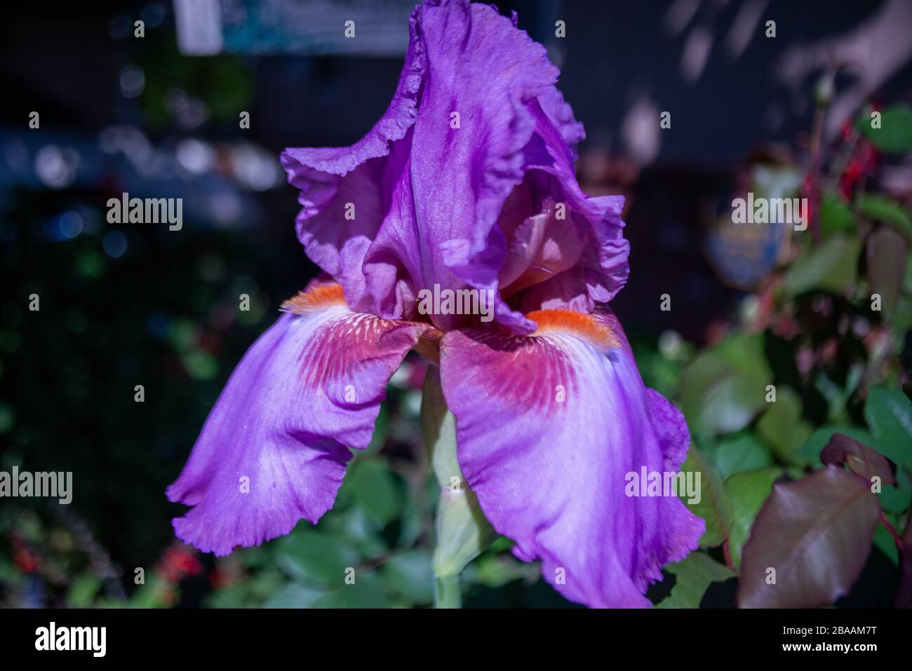 Beautiful Blooms Assorted Spring Flowers Stock Photo Alamy