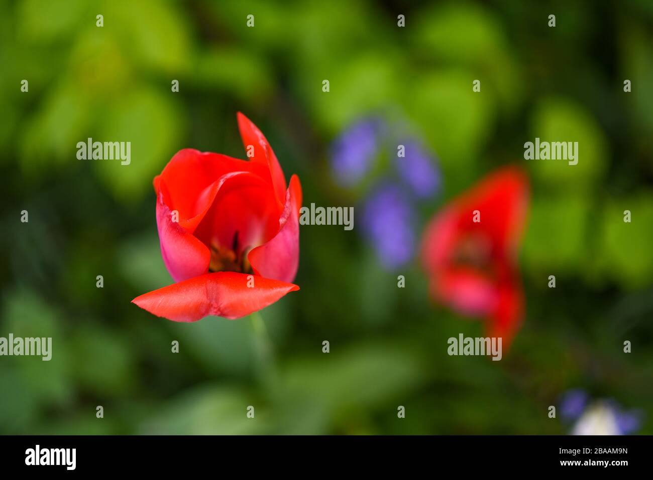 Poppies in the English Countryside Stock Photo