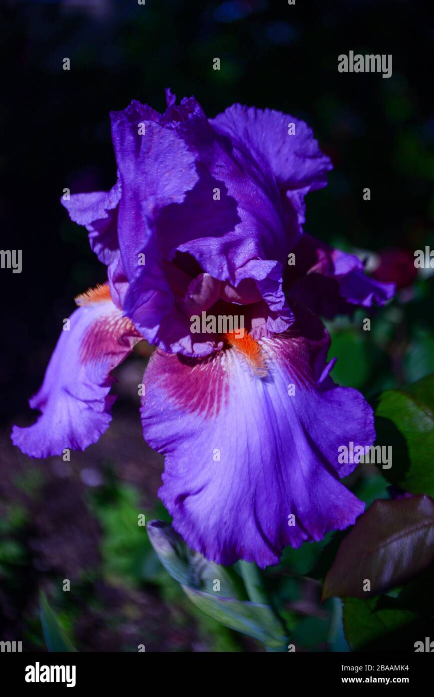 Beautiful Blooms Assorted Spring Flowers Stock Photo Alamy
