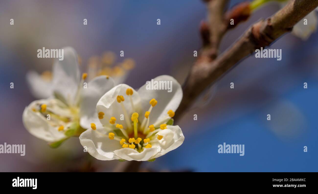 close-up of apricot blossom Stock Photo