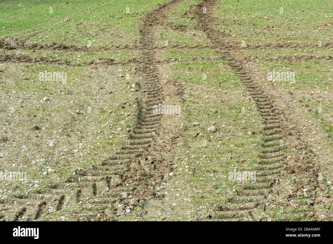 Criss-crossing tractor tyre tracks in a springtime field. For change of direction, UK farming and agriculture, the farming landscape, early growth Stock Photo