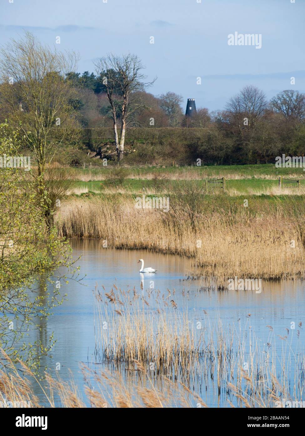 Swan on the water of The Norfolk Broads, Ludham, Norfolk, UK Stock Photo