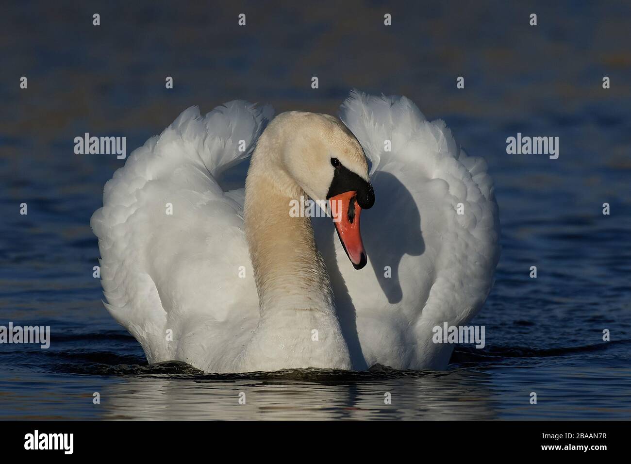 Mute swan in aggressive posture in its habitat Stock Photo