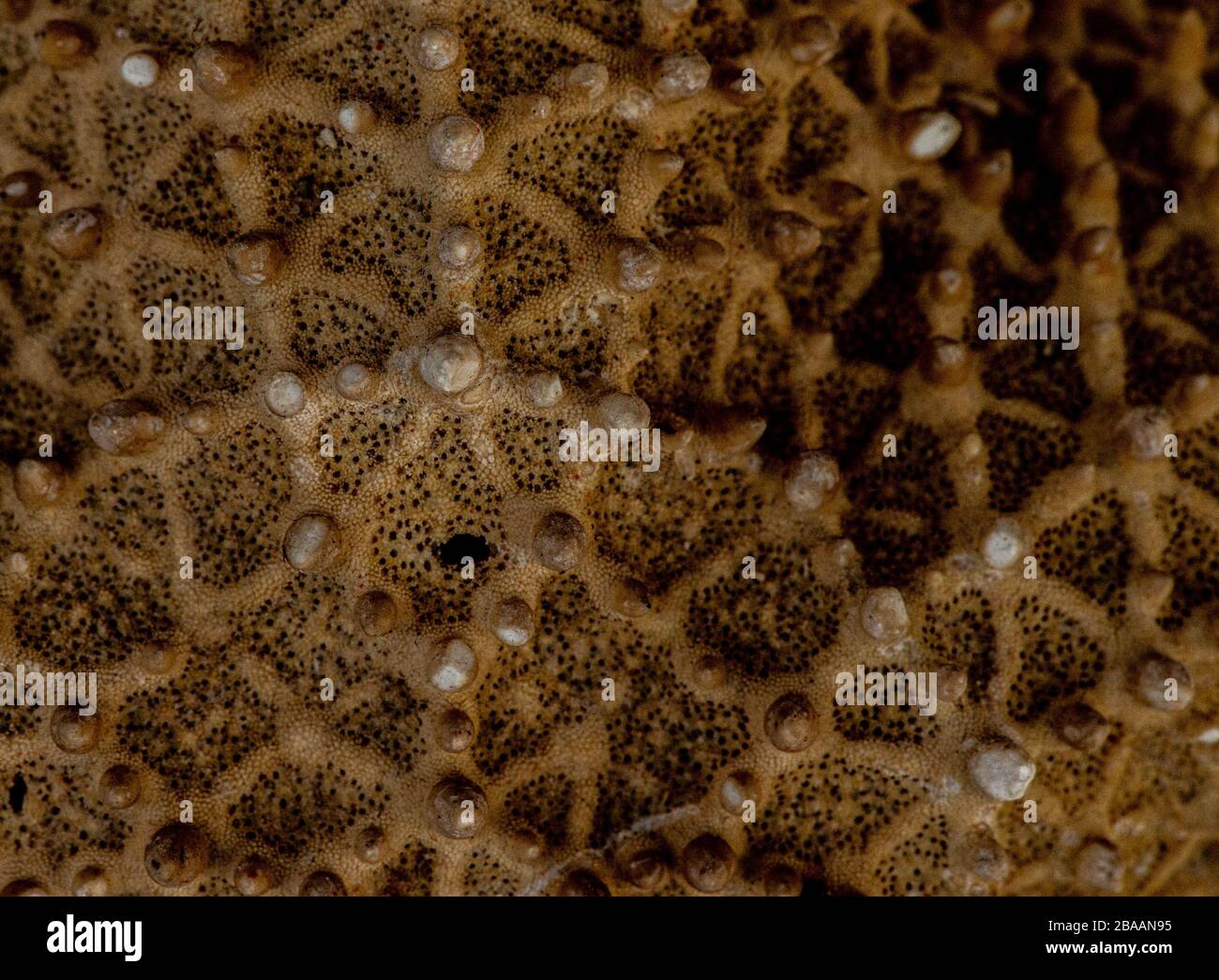 Closeup shot of cactus without needles Stock Photo - Alamy