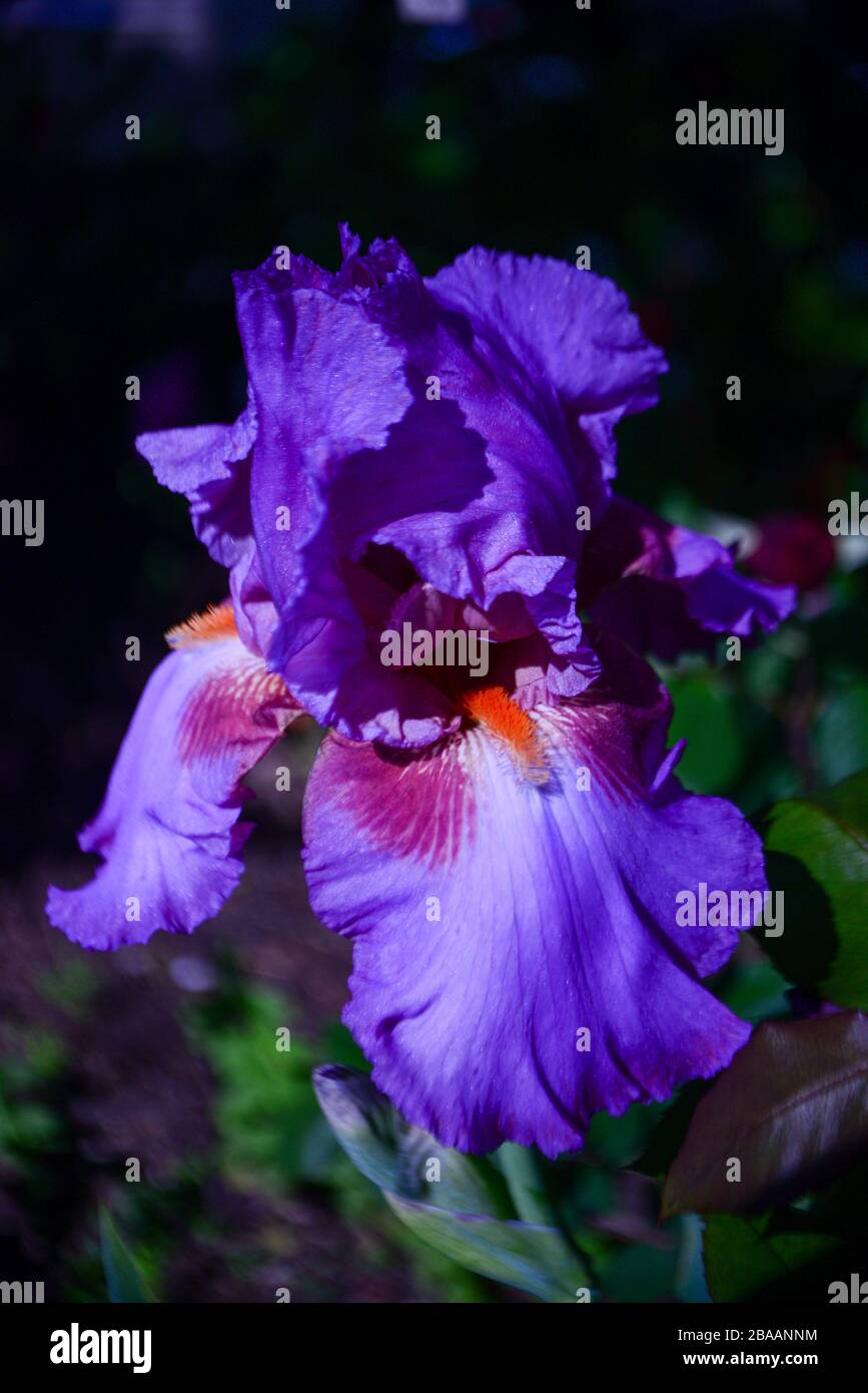 Beautiful Blooms Assorted Spring Flowers Stock Photo Alamy