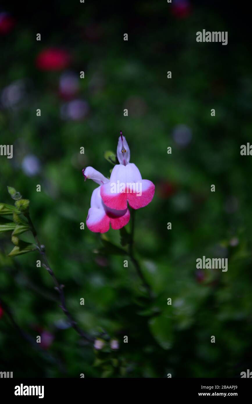 Beautiful Blooms Assorted Spring Flowers Stock Photo Alamy