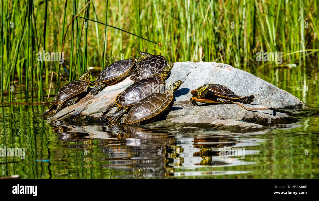 View of Western Painted Turtles (Chrysemys picta) on a rock Kootenay River Valley, British Columbia, Canada Stock Photo