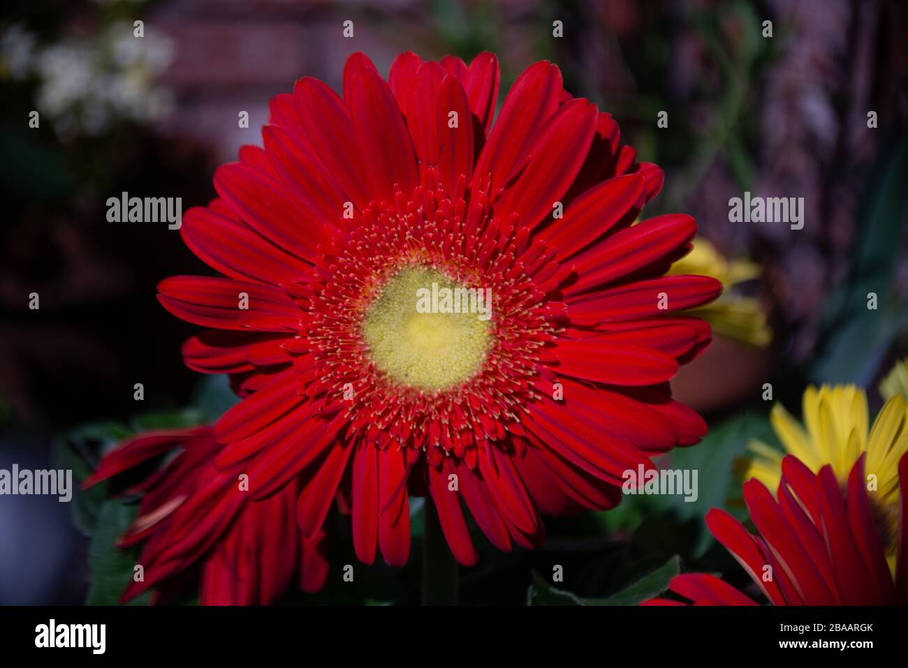 Beautiful Blooms Assorted Spring Flowers Stock Photo Alamy