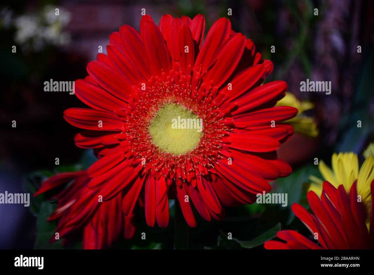 Beautiful Blooms Assorted Spring Flowers Stock Photo Alamy