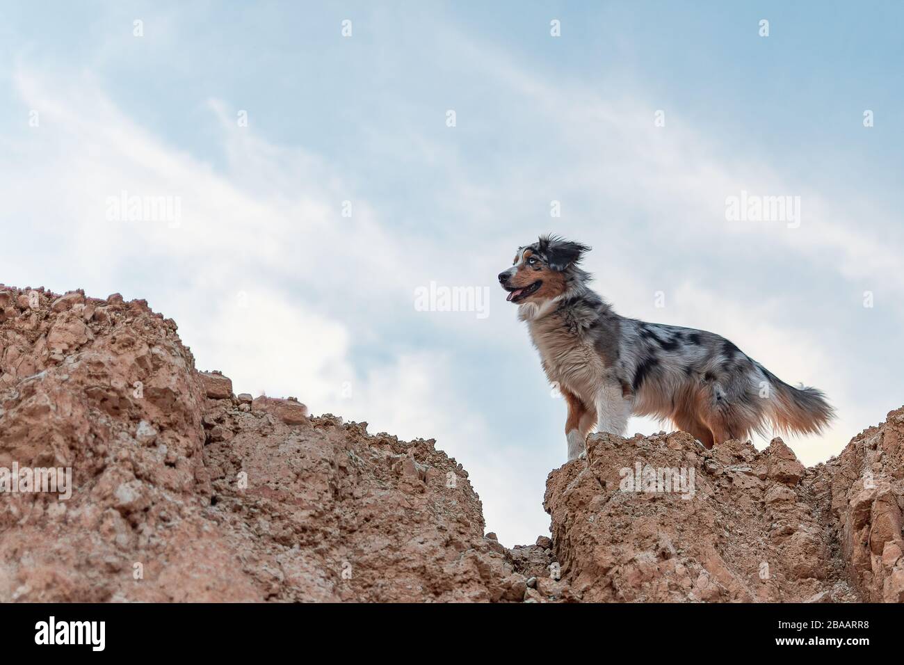 Bluemerle australian shepherd dog on a rock Stock Photo