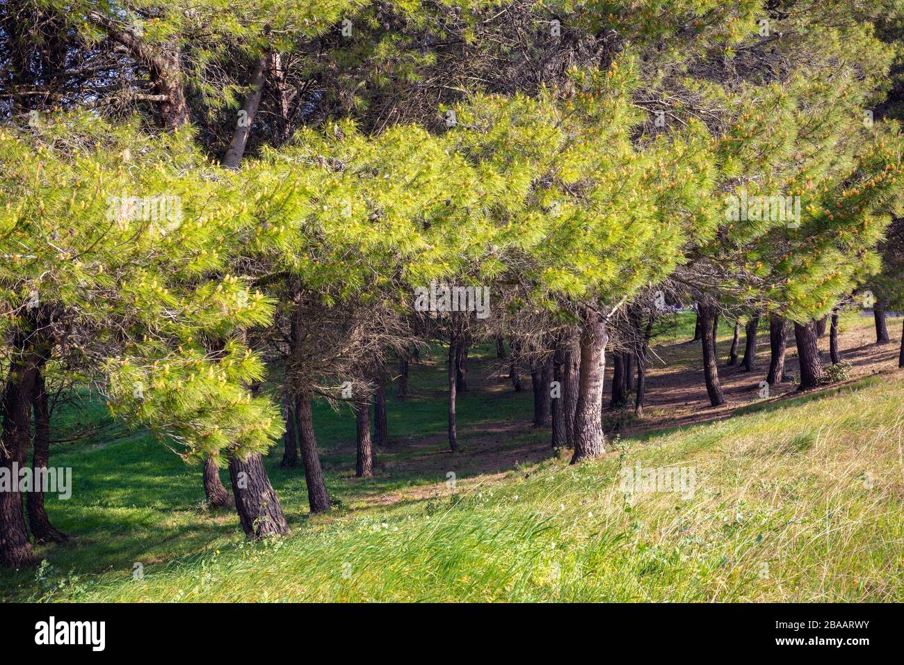 Stone pine (Pinus pinea) grove.  Nature landscape. Stock Photo
