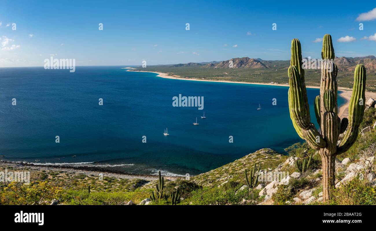 View of Cardon Cactus ( Pachycereus pringlei) and sea bay with sailboats, Sea of Cortez, Baja California Sur, Mexico Stock Photo