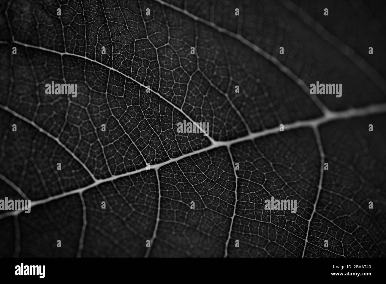Black leaves background. Leaf of a plant close up. Pattern of growing leaf surface Stock Photo