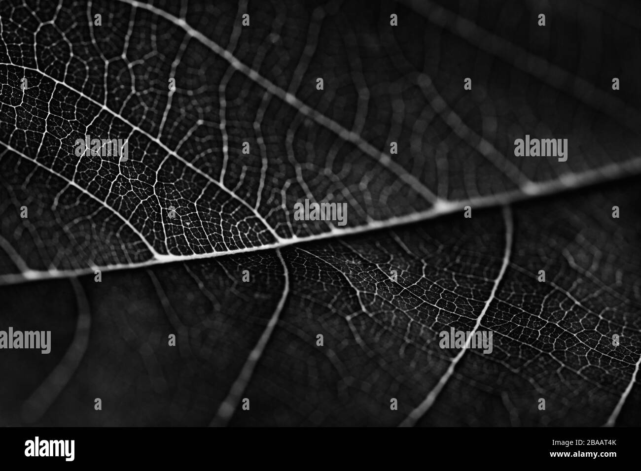 Black leaves background. Leaf of a plant close up. Pattern of growing ...
