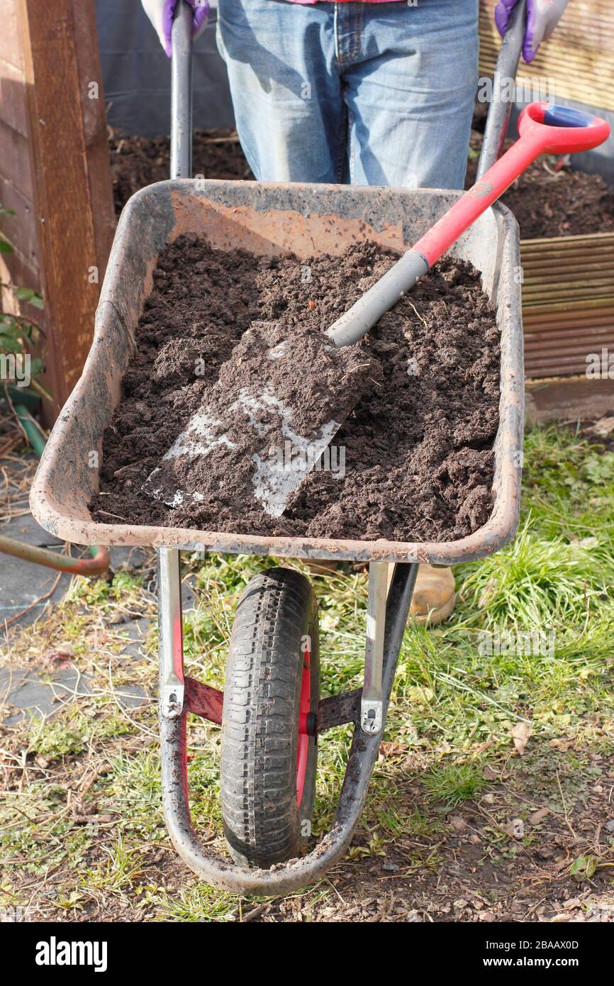 Homemade compost from vegetable scraps, cardboard, grass clippings and other biodegradable waste, in a wheelbarrow by composting area. UK garden Stock Photo