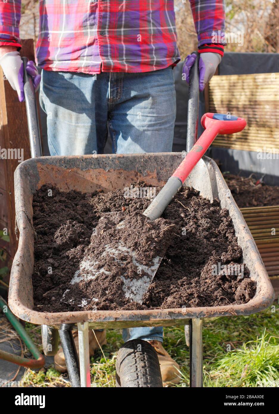 Homemade compost from vegetable scraps, cardboard, grass clippings and other biodegradable waste, in a wheelbarrow by composting area. UK garden Stock Photo